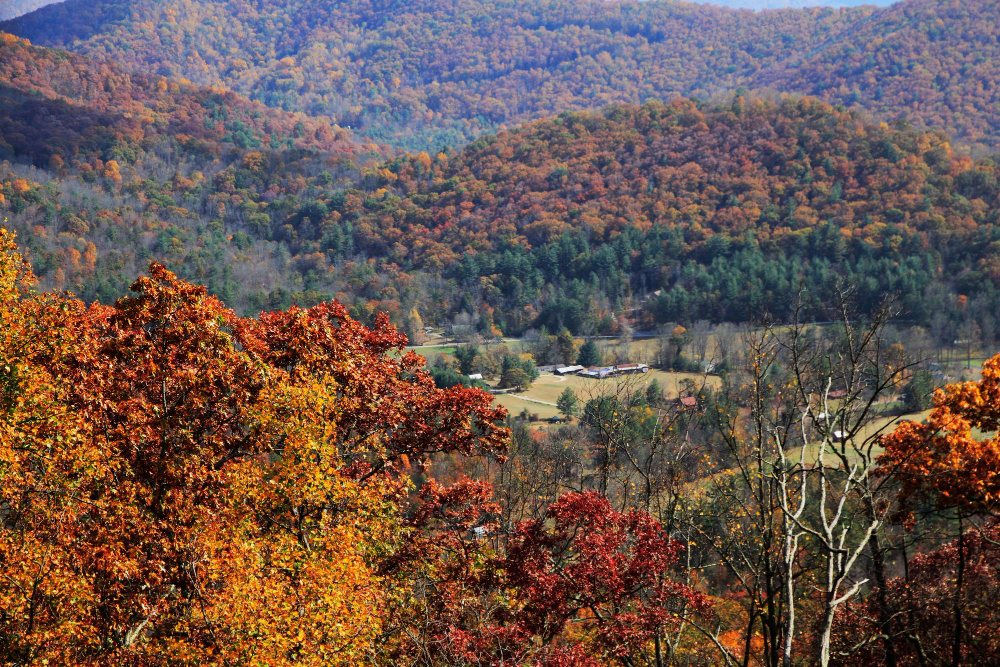 Tree leaves changing color for fall in Maryland.
