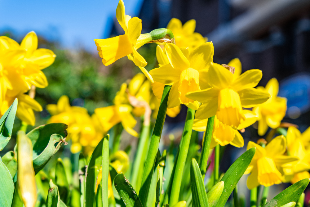 Spring flowers blooming meaning it is ready for a spring exterior cleaning checklist.